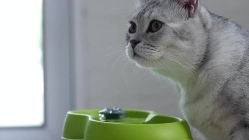 Cute Scottish Cat Drinking Water From Fountain