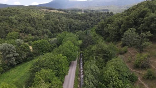 Asphalt Road Forest