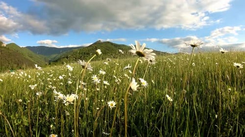 Grüne Wiese mit schöner Gänseblümchenblume in der