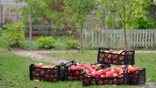 Ripe juicy red apples lie in a wooden box in the garden. Summer sunny day in the fruit garden.