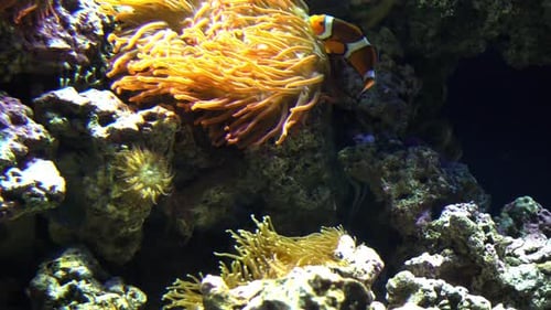 Clown Fish and Anemone in Coral Reef Aquarium