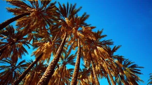Swaying Tropical Palm Trees Against Blue Sky