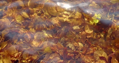 Gelbe Herbstblätter liegen unter Wasserwellen, die langsam von oben kommen, texturierter Hintergrund für sonnige Tage