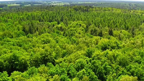 Green forest in summer, aerial view, Poland