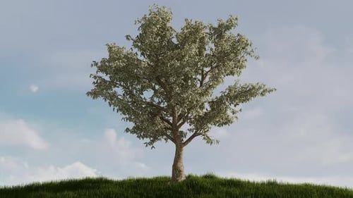 Realistic Tree Growing Leaves in Time-Lapse Style