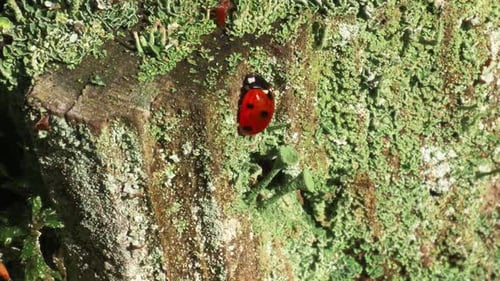 Tilting up shot of ladybird on trunk in Lithuania forest. Autumn concept.