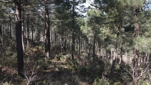 Environnement aérien Forêt naturelle