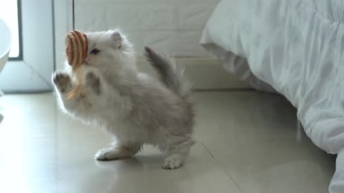 Fluffy Kitten Playing with Toy Indoors