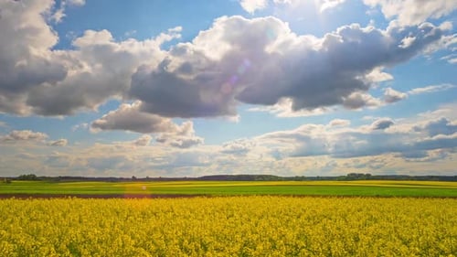 Rape Field