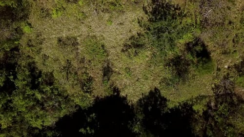 Top Down View Flying Forward Above Beautiful Green Forest