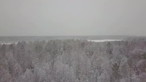 Aerial View of Snowy Forest