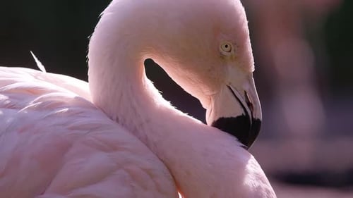 Nahaufnahme des Flamingos-Gesichts