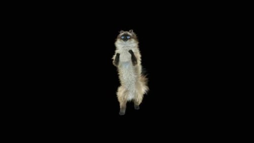 Katze Walking HD