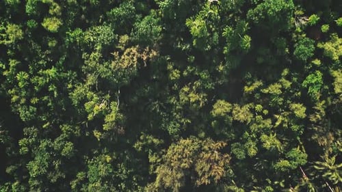 Tropical Green Jungle Forest Aerial Top Down