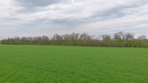 Grünes Feld und Bäume