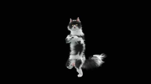 Katze HD
