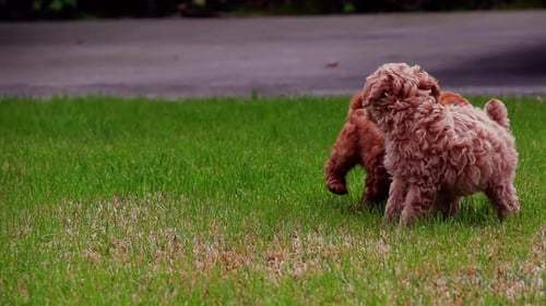 Playful Puppies Playing on Green Suburban Lawn