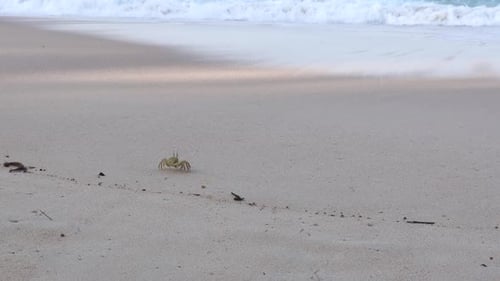 Crab On The Beach