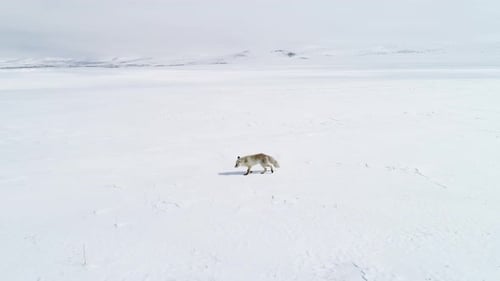 Fox on the Snow