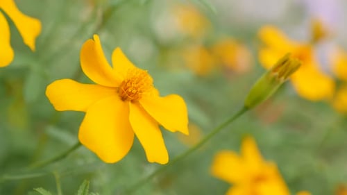 Flache DOF orange Tagetes tenuifolia Gartenpflanzen 4K 3840X2160 UltraHD Slow Tilt Filmmaterial - Golde