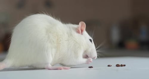 Close-up of White Rat Eating Seeds