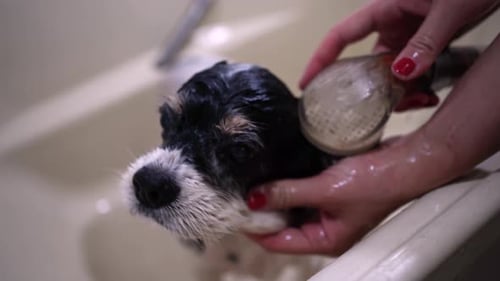 Small Dog Getting Bathed in Sink, Close Up