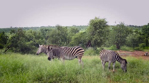 Plains zebra in Kruger National park, South Africa