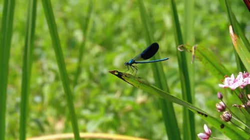 Libelle mit blauen Flügeln sitzt auf einem Ast auf einem Hintergrund des Flusses