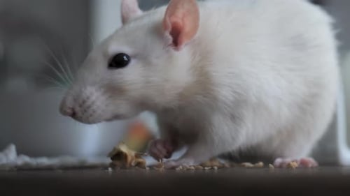 White Rat Eating Food Close Up