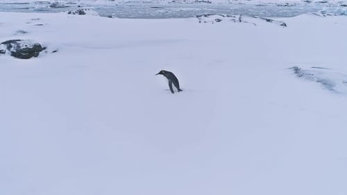 Lone Penguin Waddling Across Frozen Landscape