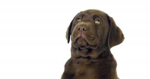 Brown Labrador Retriever, Portrait of Puppy on White Background, Normandy, Slow Motion 4K