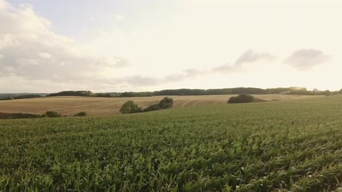 Breathtaking Scenery of Crop Field with Crops Swaying with the Wind