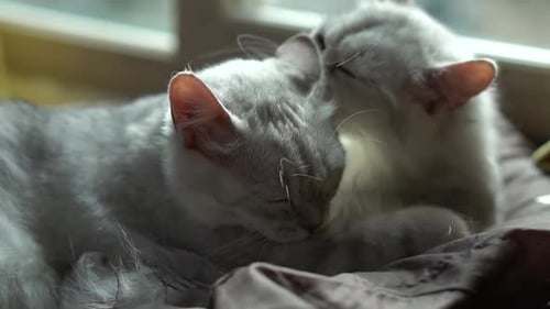 Two Gray Cats Grooming Each Other Indoors
