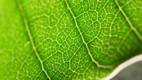 Grünes Blatt in der Natur
