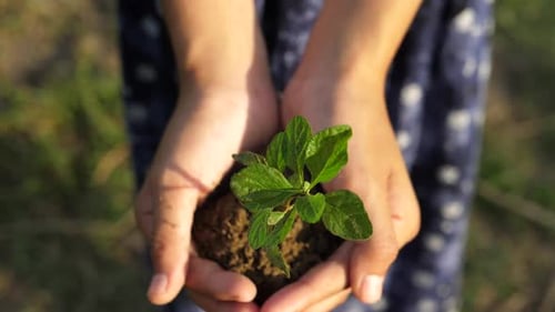 Hands Holding Green Seedling with Soil