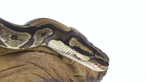 Royal Python or Python Regius on Wooden Snag in Studio Against a White Background