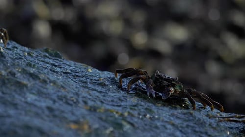 Crabs on the Rock at the Beach
