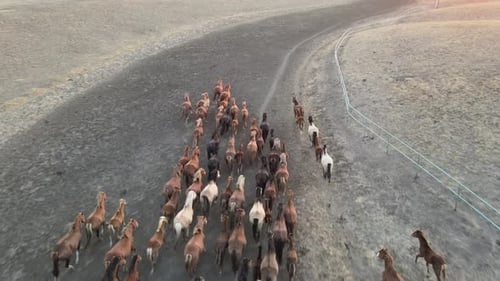 Wild Horses Running