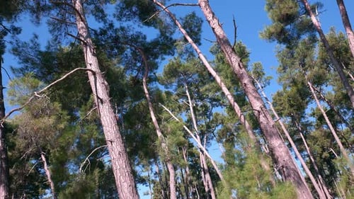 Pines Und Himmel