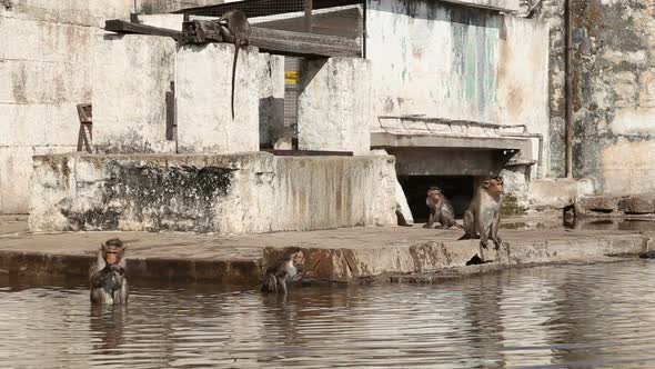 Cute monkeys washing themselves and playing., Nature Stock Footage ft ...