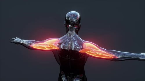 3D Animated Human Arm Muscles with Pulsating Glow