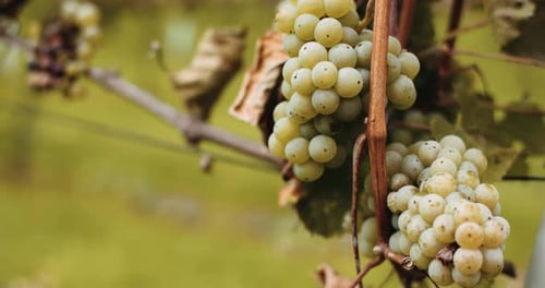 Reife Trauben, Weinberg, Herbst, Weinproduktion
