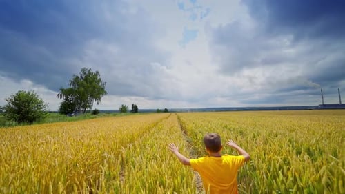 Little happy boy in field. Boy running on wheat field with blue sky background