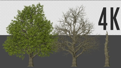 Red Oak Tree Growing