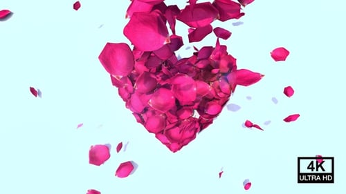 Falling Rose Petals Form Heart Transition