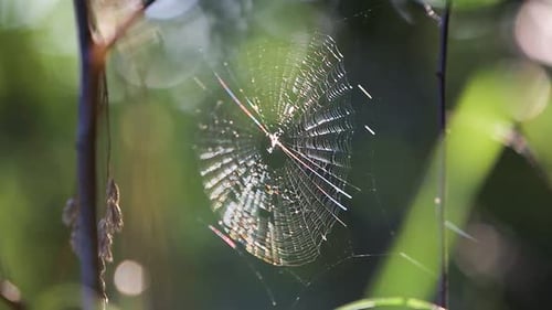 Thin spider web moving gently by wind in summer forest.