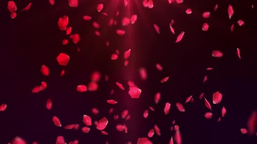 Falling Petals Loop