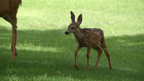 Baby Deer Grazing With Family in Green Meadow