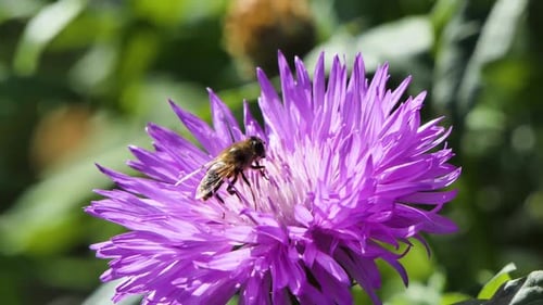 Bee Work in Big Beautiful Flower in Spring Field, Nature Wildlife Shot, Honeybee
