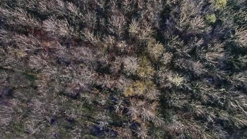 Wald-Drohne (2K)